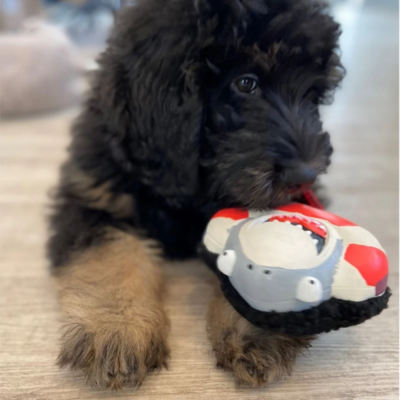 ΠΑΙΧΝΙΔΙ MAX & MOLLY  SNUGGLES FRENZY THE SHARK 15CM ΠΑΙΧΝΙΔΙΑ