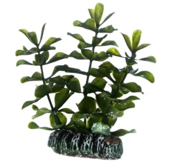 Διακοσμητικό Φυτό Ενυδρείου Hobby Bacopa 13cm Διακοσμητικό Φυτό Ενυδρείου Hobby Bacopa 13cm