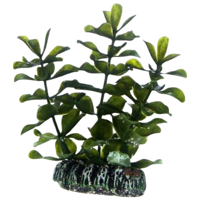 Διακοσμητικό Φυτό Ενυδρείου Hobby Bacopa 13cm Ενυδρεία