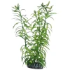 Διακοσμητικό Φυτό Ενυδρείου Hobby Heteranthera 25cm Διακοσμητικό Φυτό Ενυδρείου Hobby Heteranthera 25cm