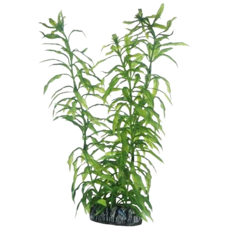 Διακοσμητικό Φυτό Ενυδρείου Hobby Heteranthera 25cm Ενυδρεία