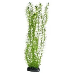 Διακοσμητικό Φυτό Ενυδρείου Hobby Lagarosiphon Green 34cm Διακοσμητικό Φυτό Ενυδρείου Hobby Lagarosiphon Green 34cm