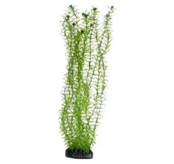 Διακοσμητικό Φυτό Ενυδρείου Hobby Lagarosiphon Green 34cm Διακοσμητικό Φυτό Ενυδρείου Hobby Lagarosiphon Green 34cm