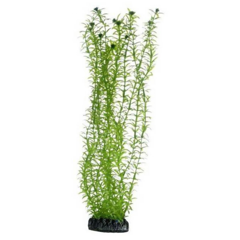 Διακοσμητικό Φυτό Ενυδρείου Hobby Lagarosiphon Green 34cm Ενυδρεία