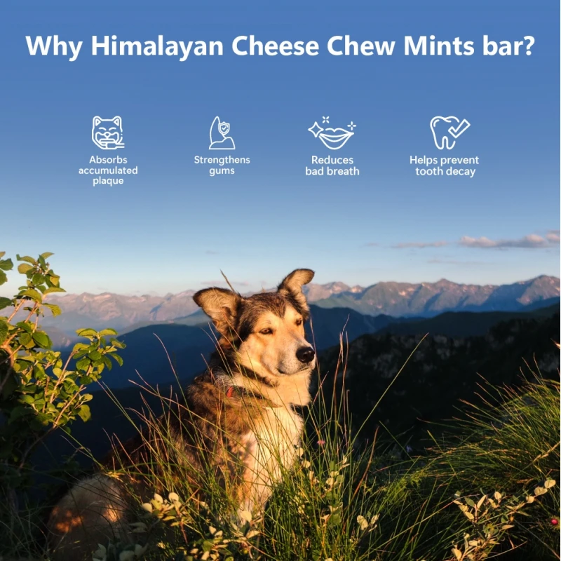 Λιχουδιά Σκύλου Pawfect Himalayan Chew Bar με Δυόσμο 3 x 140gr Σκύλοι Λιχουδιά Σκύλου Pawfect Himalayan Chew Bar με Δυόσμο 3 x 140gr Σκύλοι