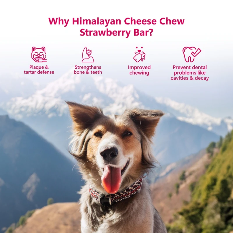 Λιχουδιά Σκύλου Pawfect Himalayan Chew Bar με Φράουλα 3 x 140gr Σκύλοι Λιχουδιά Σκύλου Pawfect Himalayan Chew Bar με Φράουλα 3 x 140gr Σκύλοι