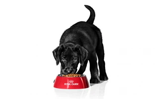 Royal Canin για σκύλους: ποια ξηρή τροφή να επιλέξετε