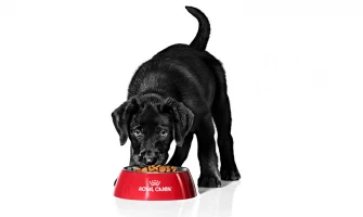 Royal Canin για σκύλους: ποια ξηρή τροφή να επιλέξετε
