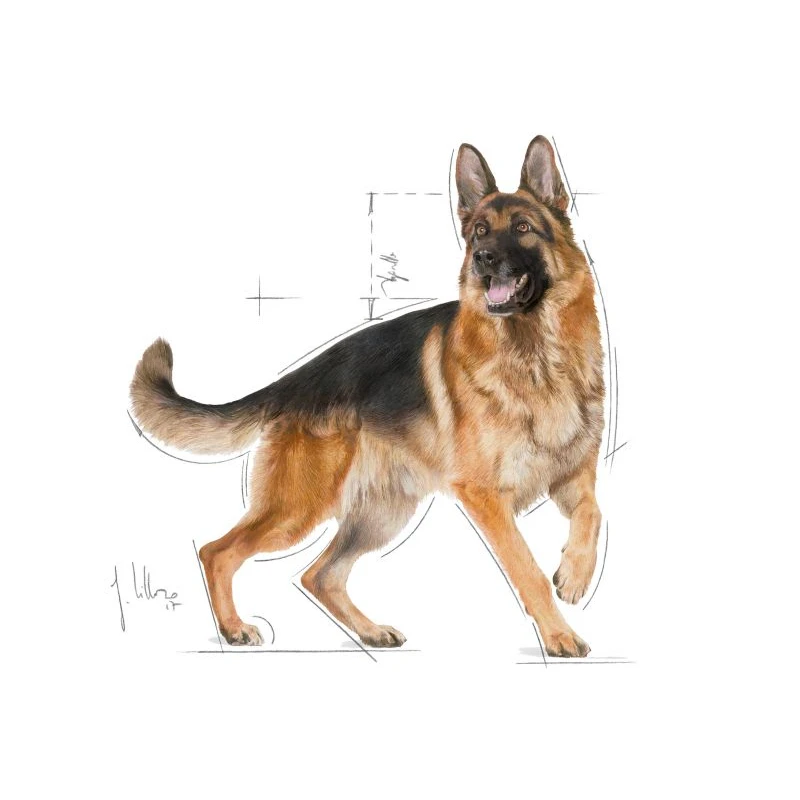 Royal Canin German Shepherd Adult 11kg ΣΚΥΛΟΙ