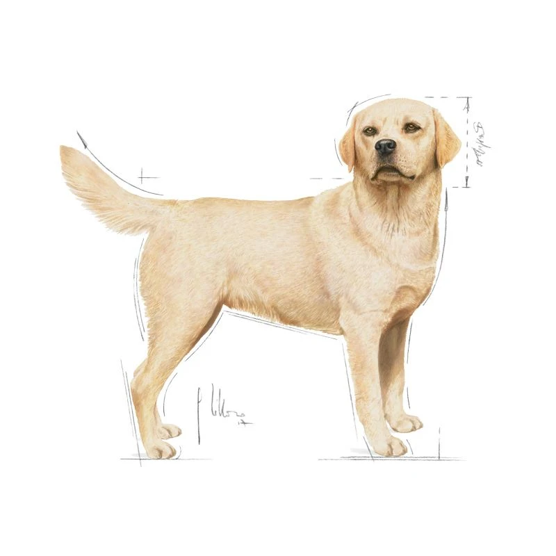 Royal Canin Labrador Adult 12kg ΣΚΥΛΟΙ