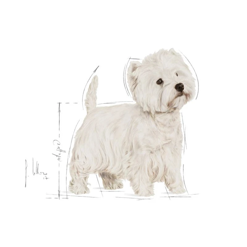 Royal Canin Maltese Adult 1,5kg ΣΚΥΛΟΙ