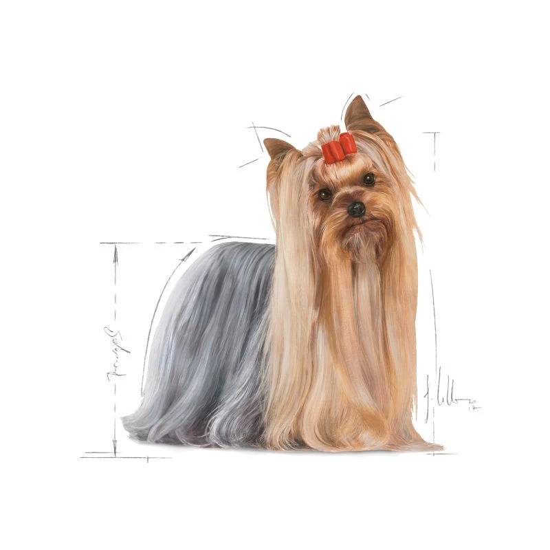 Royal Canin Yorkshire Terrier Adult 3kg ΣΚΥΛΟΙ