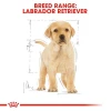 Royal Canin Labrador Puppy 12kg ΣΚΥΛΟΙ