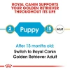 Royal Canin Golden Retriever Puppy 12kg Σκύλοι
