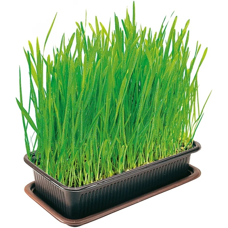 Γρασίδι για Γάτες Cat Grass της Vitakraft ΓΑΤΕΣ