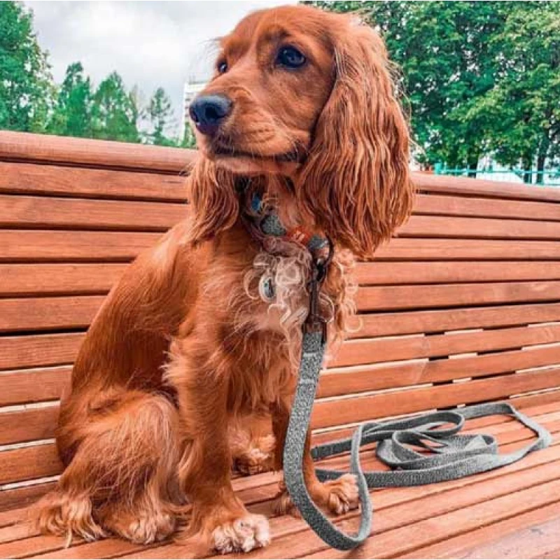 Οδηγός Waudog Reflective Grey M 20mm x 500cm Σκύλοι