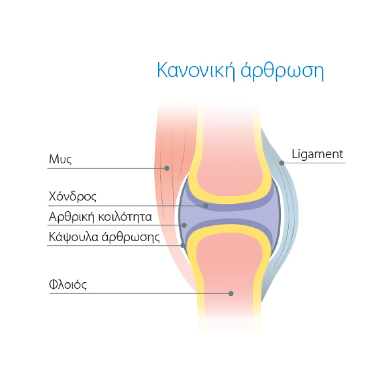 Συμπλήρωμα Διατροφής Χονδροπροστατευτικό για Σκύλους Wejoint Plus Large Breed 30 Δισκία ΣΚΥΛΟΙ