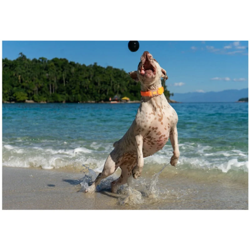 ZeeDog Παιχνίδι Μπάλα Σκύλου Cannon Ball 14x4cm Σκύλοι