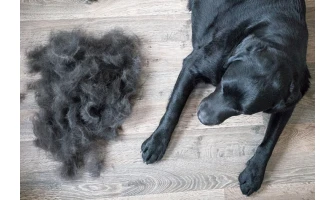 Πότε είναι τελικά η εποχή που οι σκύλοι χάνουν περισσότερο τρίχωμα;