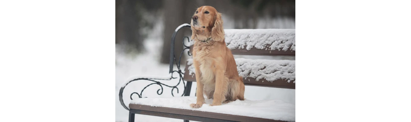 14 τρόποι να προστατεύσετε το σκύλο σας το χειμώνα.