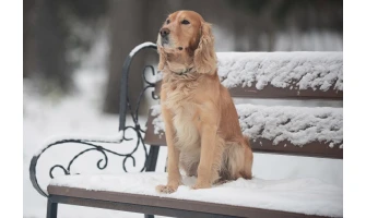 14 τρόποι να προστατεύσετε το σκύλο σας το χειμώνα.