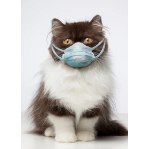 Αλλεργίες & Δυσανεξίες σε Γάτα