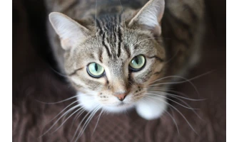 Τι πρέπει να τρώει μια στειρωμένη γάτα