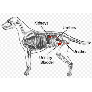 Νεφρική Ανεπάρκεια για Σκύλους