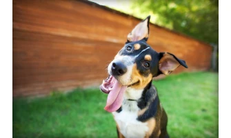 Αντιπαρασιτική προστασία του κατοικιδίου σας: Γιατί είναι τόσο σημαντική