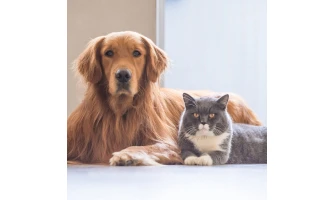 #menoume-ygieis εμείς και το ζωάκι μας: Συμβουλές περιποίησης του μικρού σας φίλου