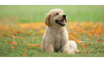 Δυσκοιλιότητα σκύλου: Αίτια και λύσεις