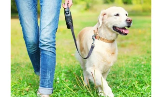 Περιλαίμια και σπιτάκια σκύλων: Δώστε βάρος στην ποιότητα και όχι μόνο στην τιμή