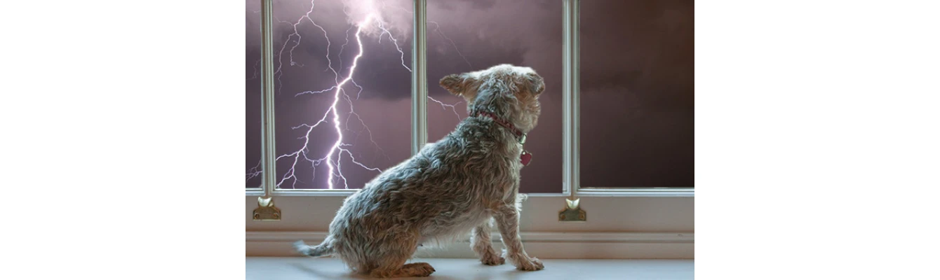 Μερικές συμβουλές για να ηρεμήσετε το σκύλο σας κατά τη διάρκεια μιας καταιγίδας