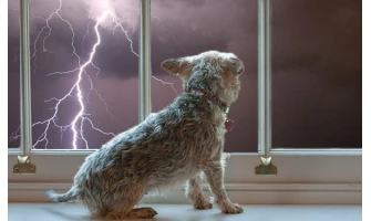 Μερικές συμβουλές για να ηρεμήσετε το σκύλο σας κατά τη διάρκεια μιας καταιγίδας