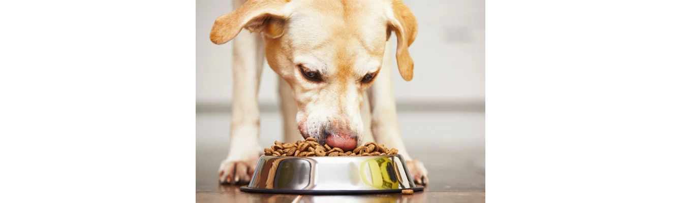 Χρήσιμα tips για να αγαπήσει ξανά ο σκύλος σας την ξηρά τροφή του