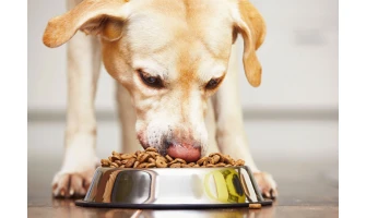 Χρήσιμα tips για να αγαπήσει ξανά ο σκύλος σας την ξηρά τροφή του