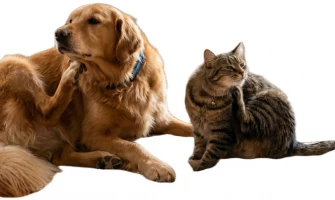 Φαγούρα και Δερματικά Προβλήματα στα Κατοικίδια: Όσα πρέπει να γνωρίζετε.