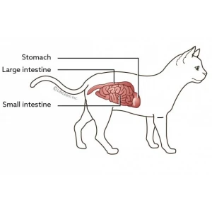 Γαστρεντερικές Διαταραχές σε Γάτες