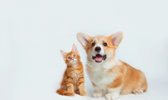 Ambrosia vs Royal Canin: Ποια Τροφή να Επιλέξετε για τον Σκύλο ή τη Γάτα σας;