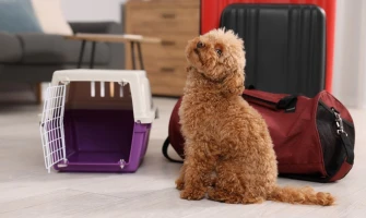 Μετακίνηση με κατοικίδια. Τι χρειάζεστε για να είναι ασφαλής η γάτα και ο σκύλος σας στη μεταφορά;