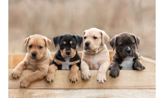 Κοπροφαγία (ή ο σκύλος μου τρώει κόπρανα)