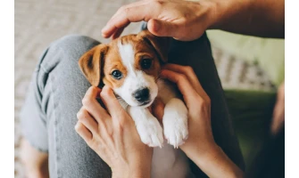 Φέρνοντας το κουτάβι στο σπίτι: Οι πρώτες ημέρες