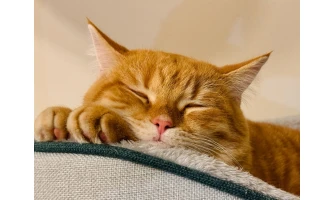 Όλα για την γάτα. Γνωρίζετε, πώς θα είναι ήρεμη και χαρούμενη, όσο απουσιάζετε από το σπίτι;