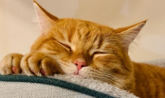 Όλα για την γάτα. Γνωρίζετε, πώς θα είναι ήρεμη και χαρούμενη, όσο απουσιάζετε από το σπίτι;