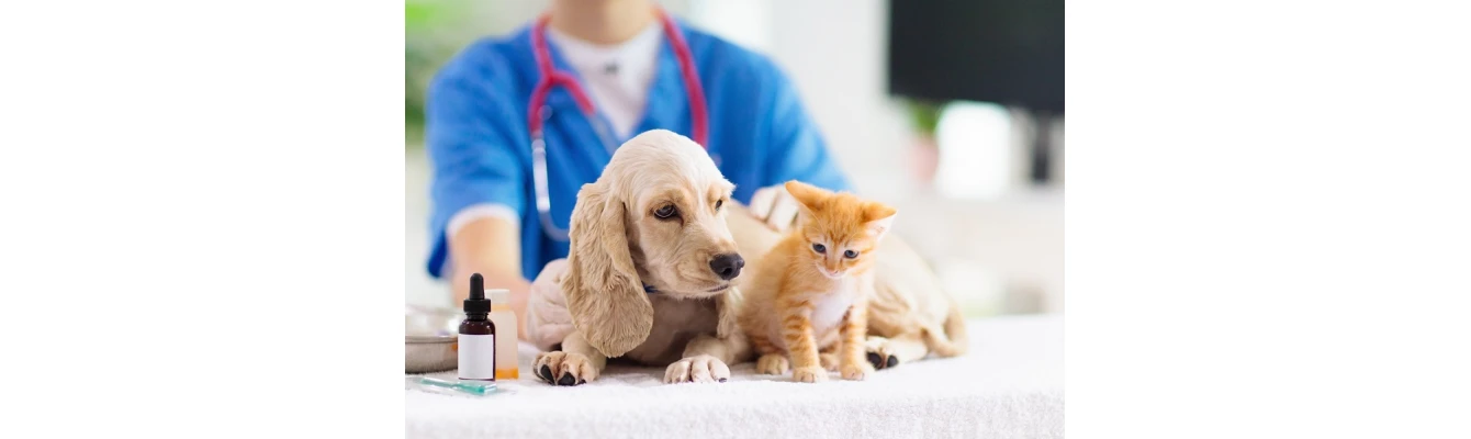 Κτηνιατρικές κλινικές: Γιατί είναι σημαντικές