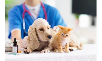 Κτηνιατρικές κλινικές: Γιατί είναι σημαντικές