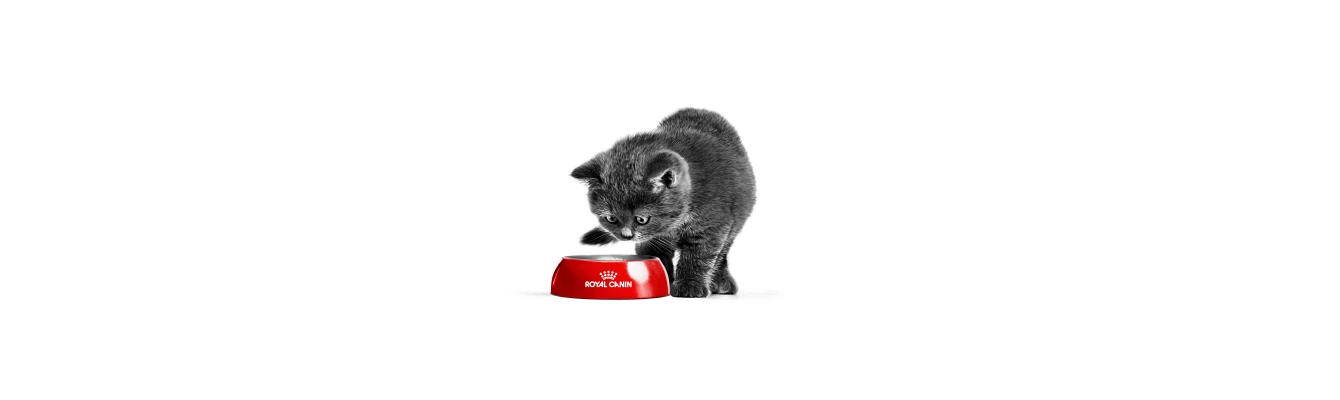Royal Canin για γάτες: οδηγός επιλογής