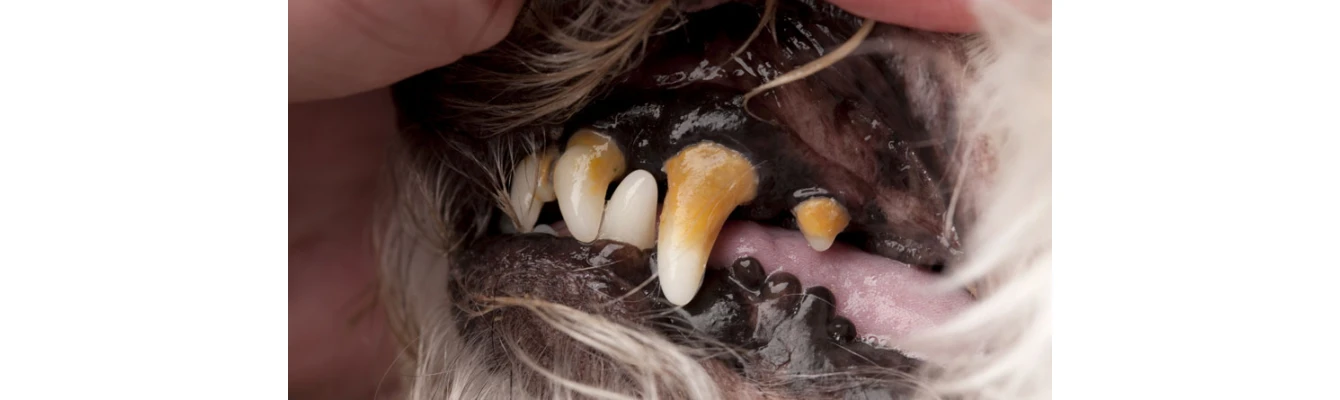 Η οδοντική πλάκα του σκύλου και η εξέλιξη της σε ένα μεγαλύτερο πρόβλημα