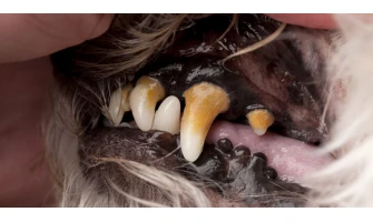 Η οδοντική πλάκα του σκύλου και η εξέλιξη της σε ένα μεγαλύτερο πρόβλημα