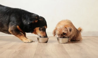 Royal Canin και Acana. Ποια ξηρή τροφή για σκύλους μικρόσωμων φυλών να αγοράσετε ανάλογα με την ηλικία τους;